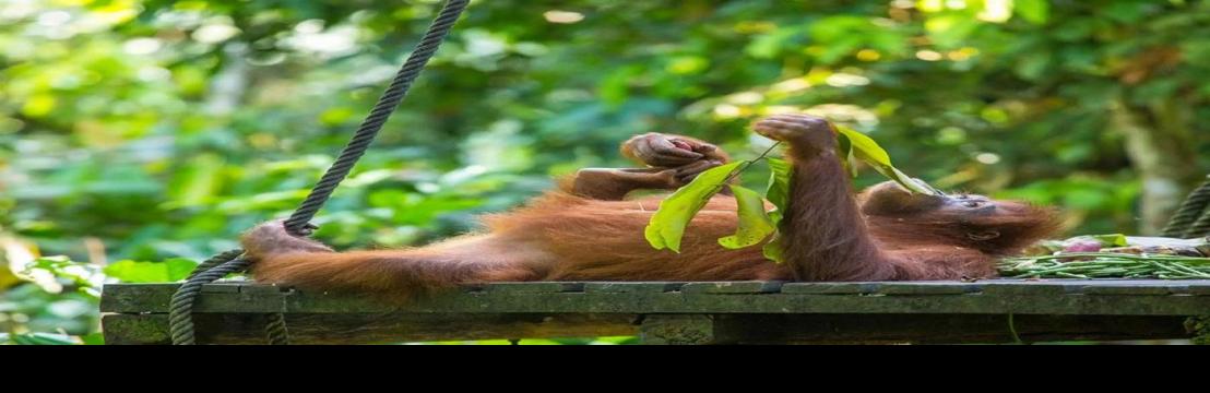 Sumatra Cheeky  Monkeys